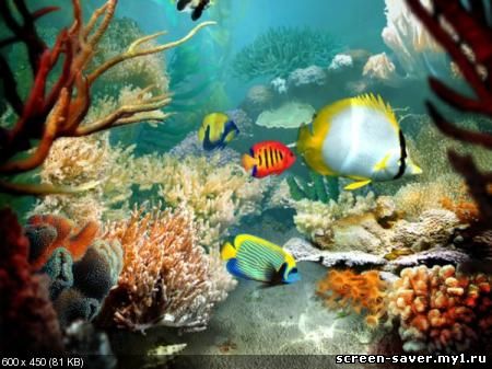 Tropical Fish 3D Screensaver 1.1 Build 6.9 