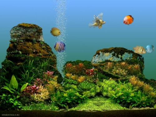 скринсейвер аквариум Aquapark_v1