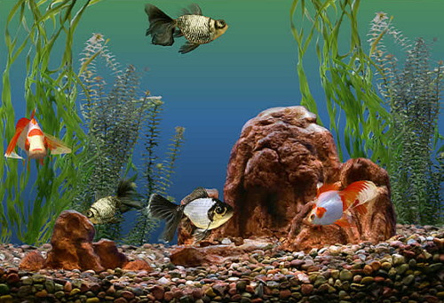 screensaver аквариум 